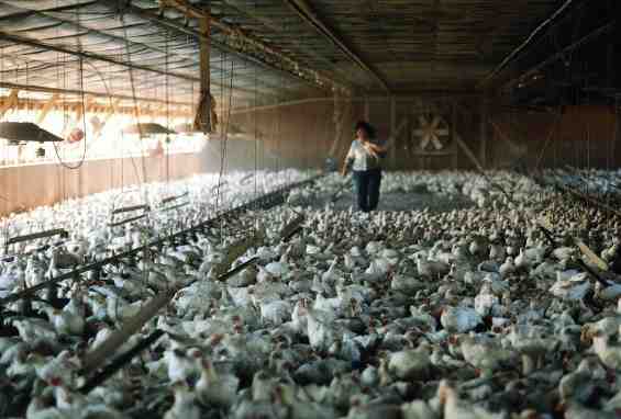 زراعة الدجاج الاسكتلندي الرمادي: خطة بدء العمل للمبتدئين
