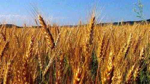 زراعة القمح: خطة بدء الأعمال للمبتدئين