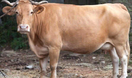 ماشية Rubia Gallega: الخصائص ومعلومات السلالة
