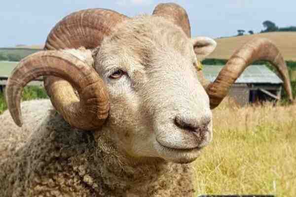 Whiteface Dartmoor Sheep: الخصائص ومعلومات السلالة