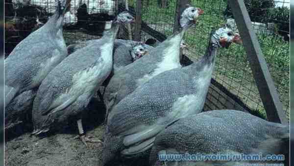 تربية أطفال طيور غينيا: كيفية تربية كيتس دجاج غينيا