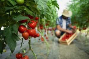 زراعة الطماطم: زراعة الطماطم التجارية للمبتدئين
