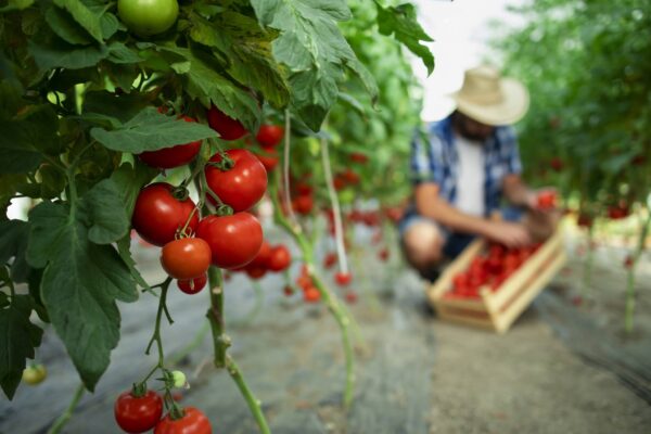 زراعة الطماطم: زراعة الطماطم التجارية للمبتدئين