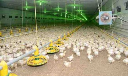 مزرعة دجاج شامو: خطة بدء العمل للمبتدئين