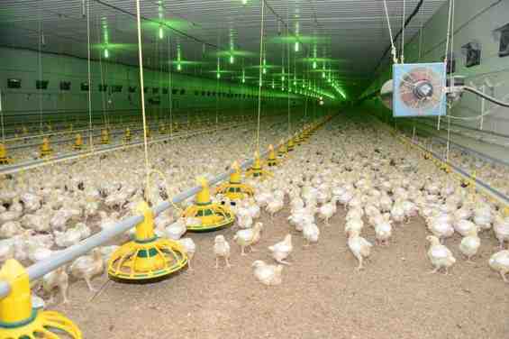 مزرعة دجاج شامو: خطة بدء العمل للمبتدئين