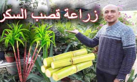 زراعة قصب السكر: زراعة قصب السكر للمبتدئين