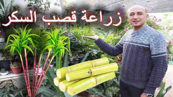 زراعة قصب السكر: زراعة قصب السكر للمبتدئين
