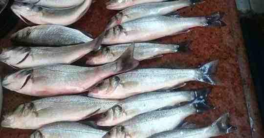 تربية أسماك الباراموندي: خطة بدء العمل للمبتدئين