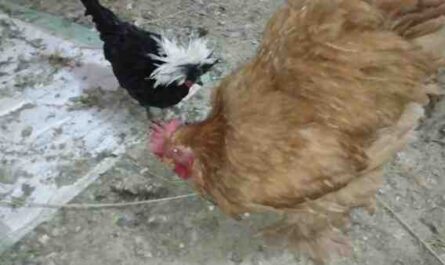 كيفية منع الدجاج البياض من كسر بيضهم