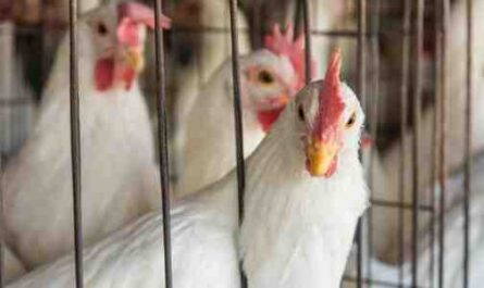 وظائف الهرمونات في تربية الدجاج: عليك أن تعرف الاستخدامات