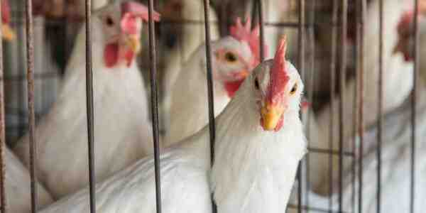 وظائف الهرمونات في تربية الدجاج: عليك أن تعرف الاستخدامات