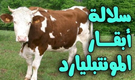 حلب الأبقار القصيرة: الخصائص ومعلومات السلالة