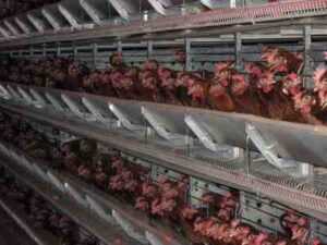 مزرعة دجاج سيلكي: خطة بدء العمل للمبتدئين