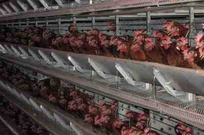 مزرعة دجاج سيلكي: خطة بدء العمل للمبتدئين