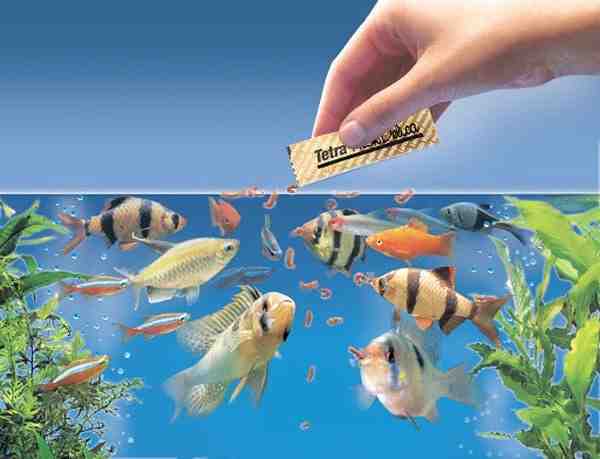 كيفية إطعام الأسماك من أجل نمو أفضل
