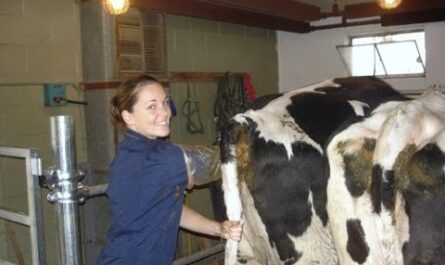 تحديد الحمل في الماشية: كيفية تحديد حمل الماشية