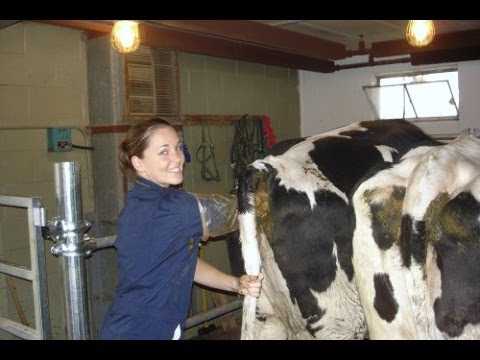تحديد الحمل في الماشية: كيفية تحديد حمل الماشية