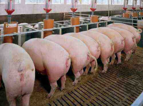 أفضل السلالات لأعمال تربية الخنازير