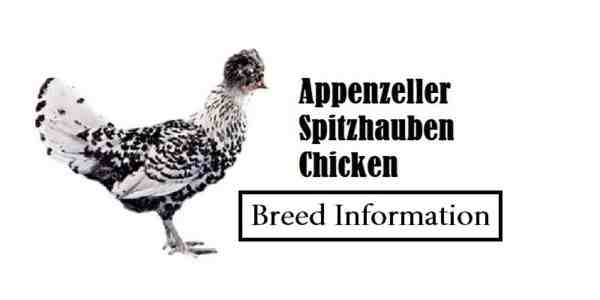 دجاج Appenzeller Spitzhauben: الخصائص والمزاج ومعلومات السلالة الكاملة
