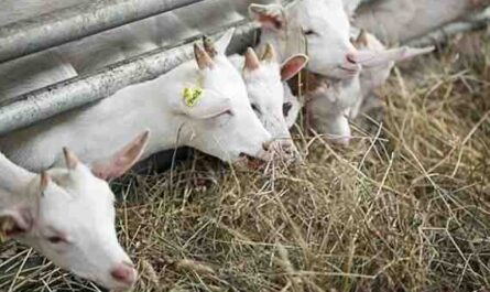 تغذية لحم الماعز: دليل تغذية الماعز الكامل للمبتدئين