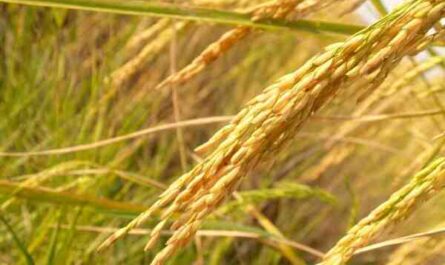 زراعة الأرز: كيف ينمو الأرز (دليل المبتدئين)