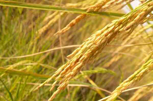 زراعة الأرز: كيف ينمو الأرز (دليل المبتدئين)