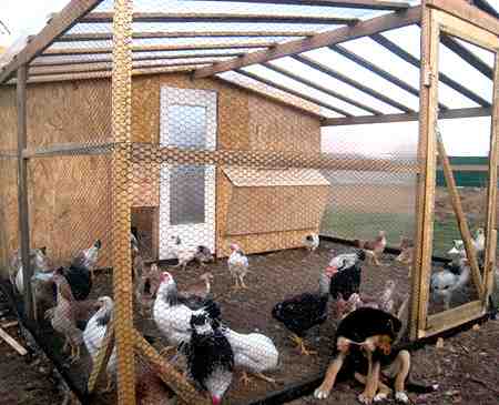 مزرعة سيراما للدجاج: خطة بدء العمل للمبتدئين