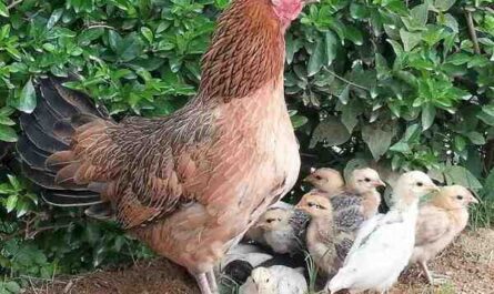 أنواع الدجاج البياض: البيض الملون المنتج للدجاج