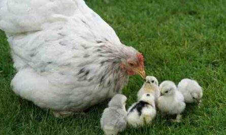 رعاية صغار الدجاج: كيفية رعاية صغار الدجاج