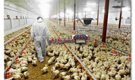 زراعة دجاج الحوذان في صقلية: خطة بدء العمل للمبتدئين