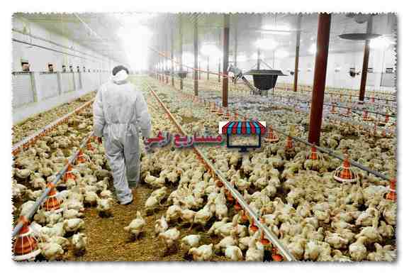 زراعة دجاج الحوذان في صقلية: خطة بدء العمل للمبتدئين