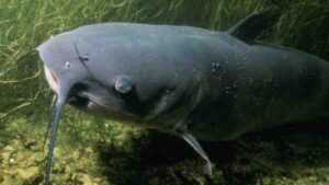 آمور سمك السلور: الخصائص والتغذية والاستخدامات والتكاثر