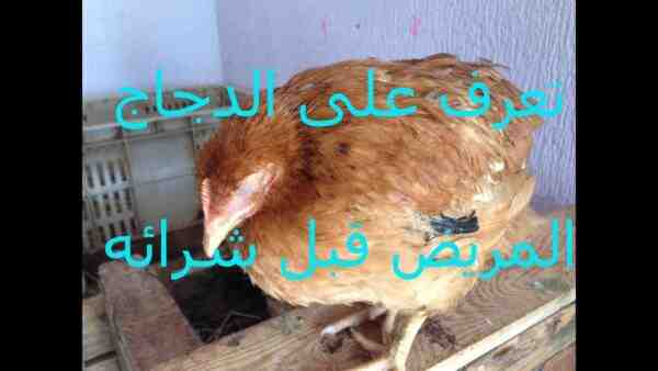 أعراض الدجاج المريضة: كيفية التعرف على الدجاج المريض