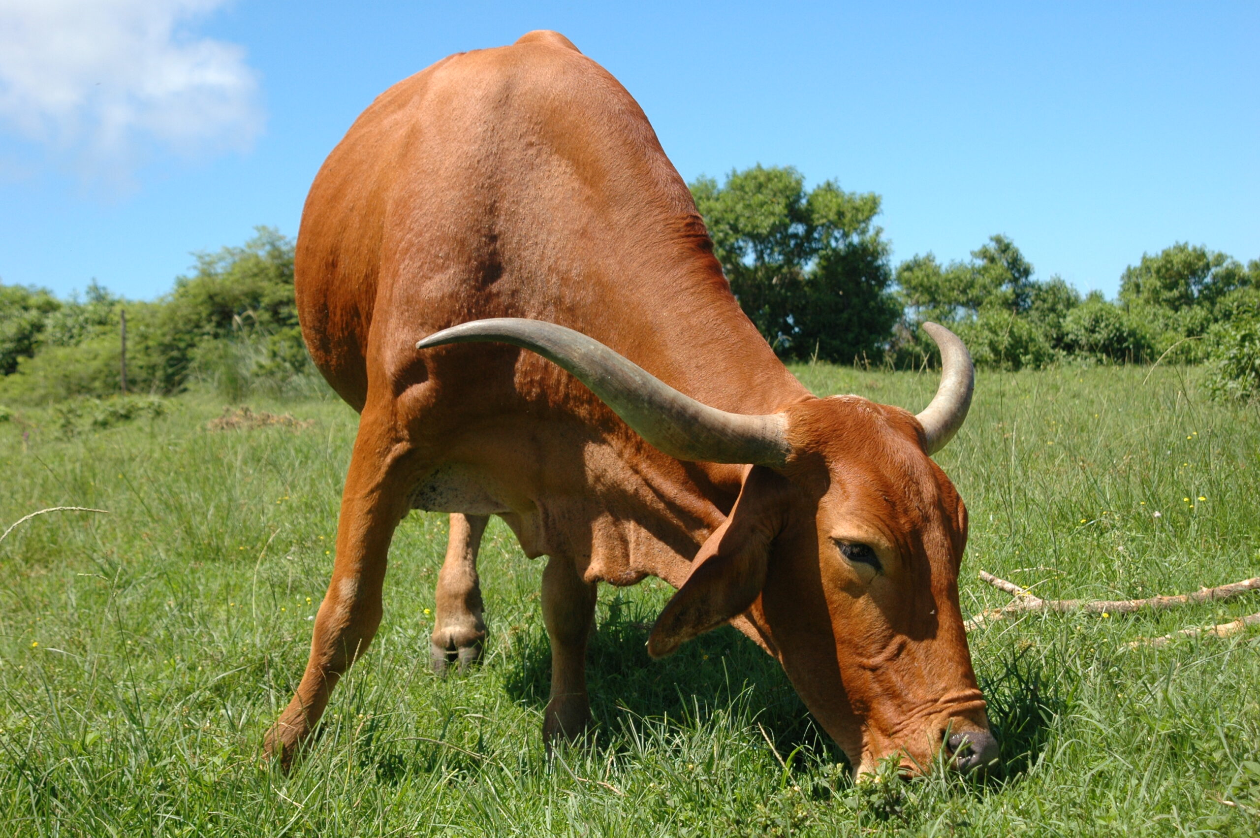ماشية تكساس طويلة القرون: الخصائص والاستخدامات ومعلومات السلالة الكاملة