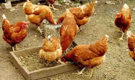 دومينيك لتربية الدجاج: خطة بدء العمل للمبتدئين