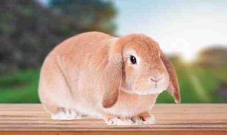الأرنب الفرنسي لوب: الخصائص والاستخدامات ومعلومات السلالة الكاملة