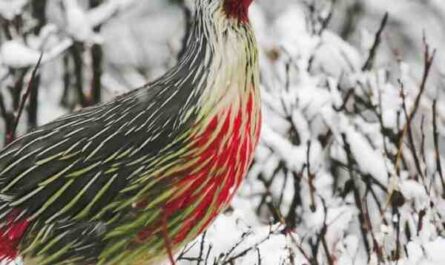 إبعاد الطيور البرية عن حظائر الدجاج: أفضل دليل للمبتدئين