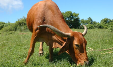 ماشية Luing: الخصائص والاستخدامات ومعلومات السلالة الكاملة