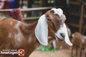الماعز الأنجلو النوبي: الخصائص والتغذية والتكاثر والرعاية