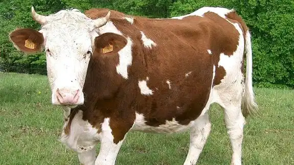ماشية Simmental الفرنسية: الخصائص ومعلومات السلالة