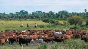ماشية موراي جراي: الخصائص ومعلومات السلالة الكاملة