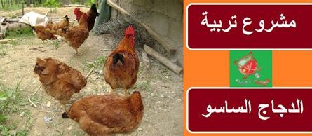 كيفية تربية الدجاج في الفناء الخلفي: دليل الأعمال الكامل للمبتدئين