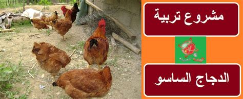 كيفية تربية الدجاج في الفناء الخلفي: دليل الأعمال الكامل للمبتدئين