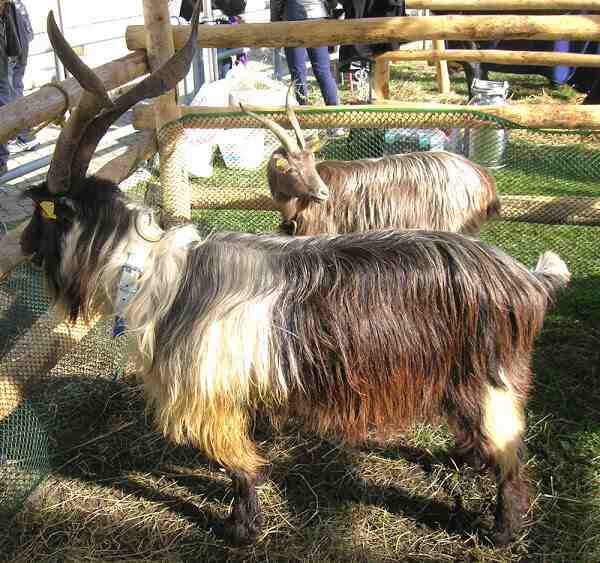 Orobica Goat: الخصائص ، والأصل ، والاستخدامات ، ومعلومات السلالة الكاملة