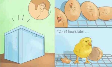 كيفية إيقاف الدجاجة الحاضنة: طرق سهلة لكسر الدجاجة الحاضنة