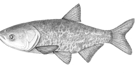 أسماك المبروك كبير الرأس: الخصائص والتغذية والتكاثر