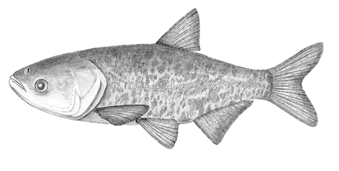 أسماك المبروك كبير الرأس: الخصائص والتغذية والتكاثر