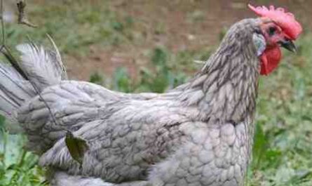 سلالات دواجن البحر الأبيض المتوسط: دجاج تربى في منطقة البحر الأبيض المتوسط