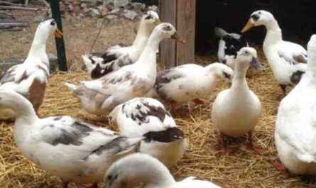 تربية البط مع الدجاج: تجارة مربحة للمبتدئين