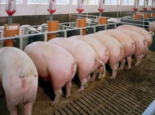 كيفية تربية الخنازير (دليل المبتدئين)